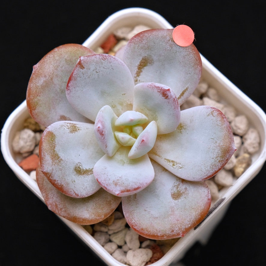 Echeveria Cream Tea hybrid Korean Succulent Plant