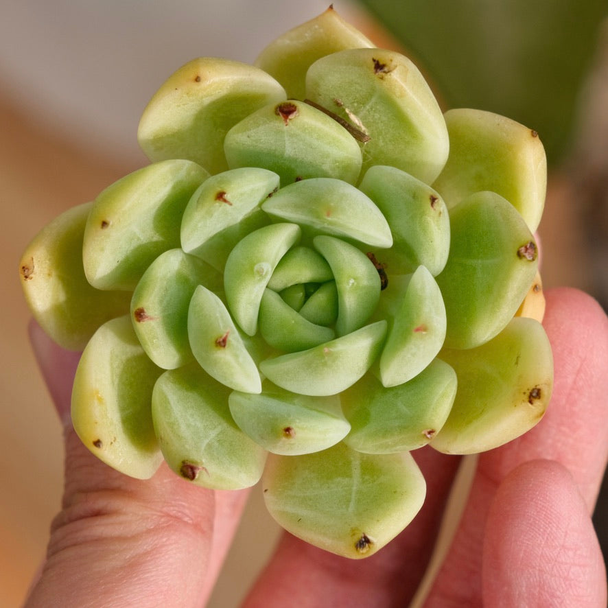Echeveria Radiant Korean Succulent Plant Rare Hwaga hybrid
