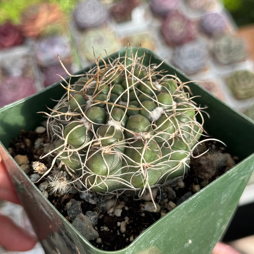 Gymnocalycium sp Cactus Plant