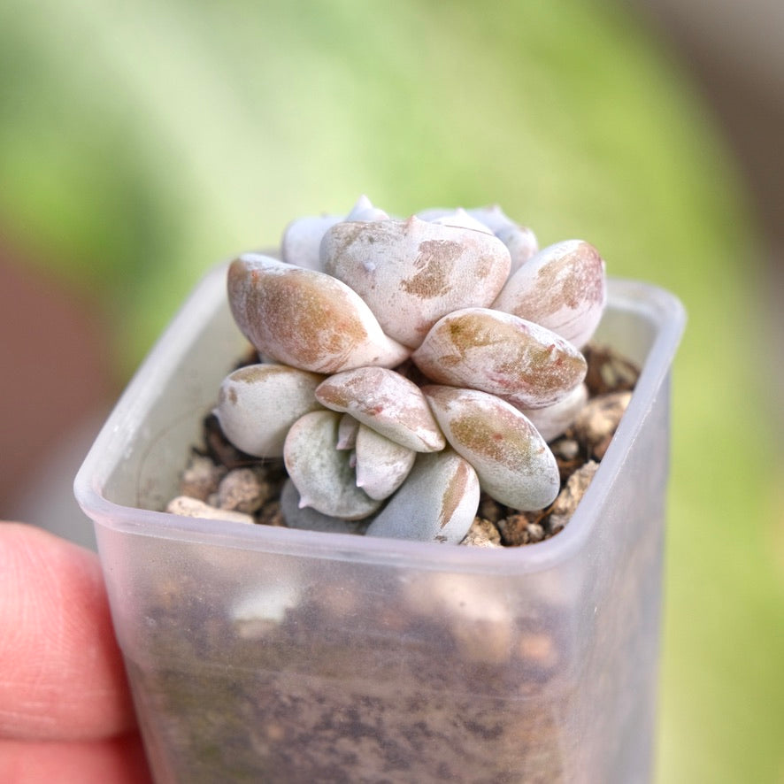 Echeveria Milk Purple Korean Succulent Plant Changhee hybrid