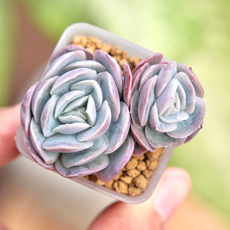 Echeveria Primera Korean Succulent Plant