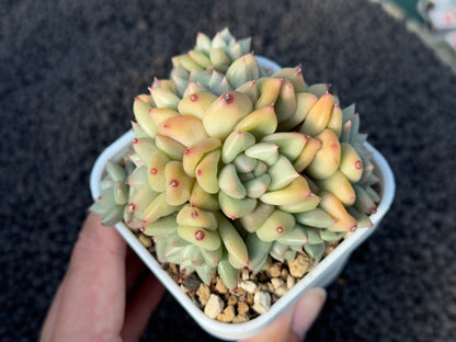 Echeveria JC van Keppel Imported Succulent Plant