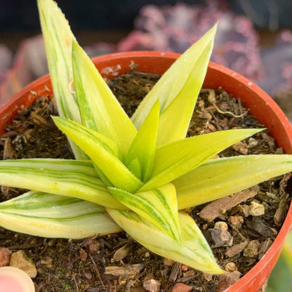 Variegated Gasteraloe Green Gold Succulent Plant
