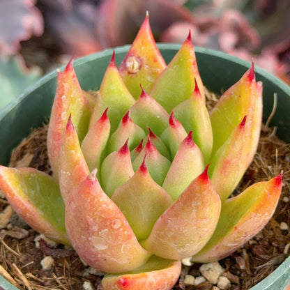 Echeveria agavoides Maria Succulent Plant
