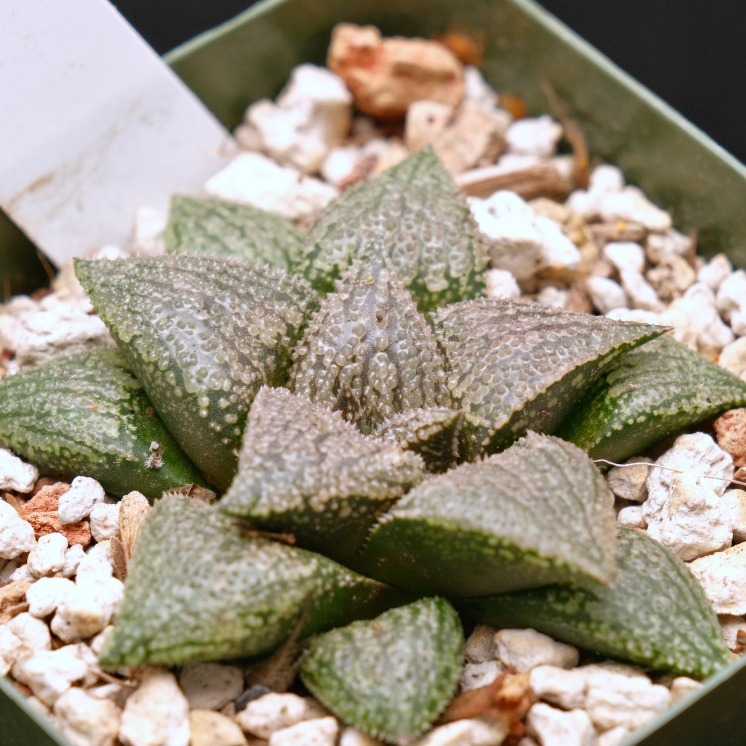 Jim Smith Haworthia Hybrid Succulent Plant