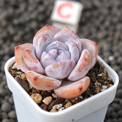Echeveria Snow White Imported Succulent Plant