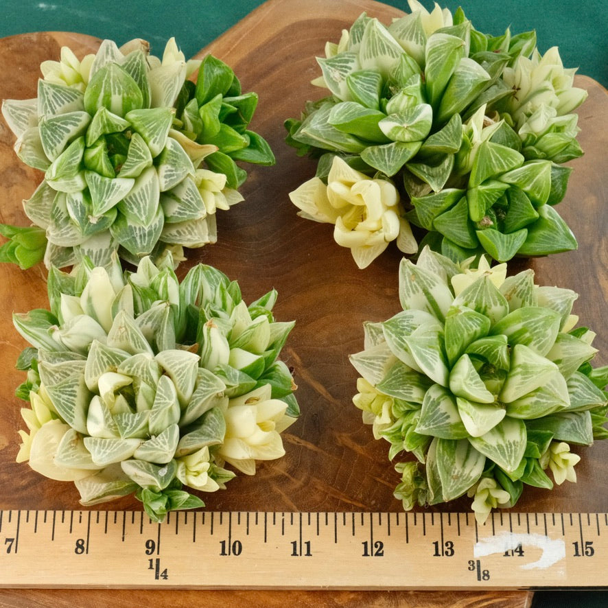 Variegated Haworthia Magnifica cluster Imported Succulent Plant