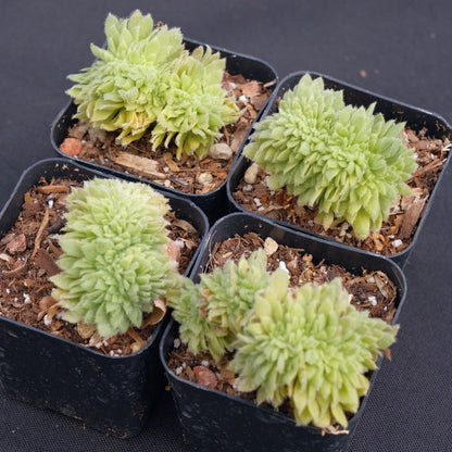 Crested Aeonium tabuliforme Rare Succulent Plant