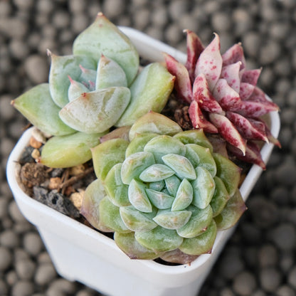 Mixed Baby Pot Korean Succulent Plant