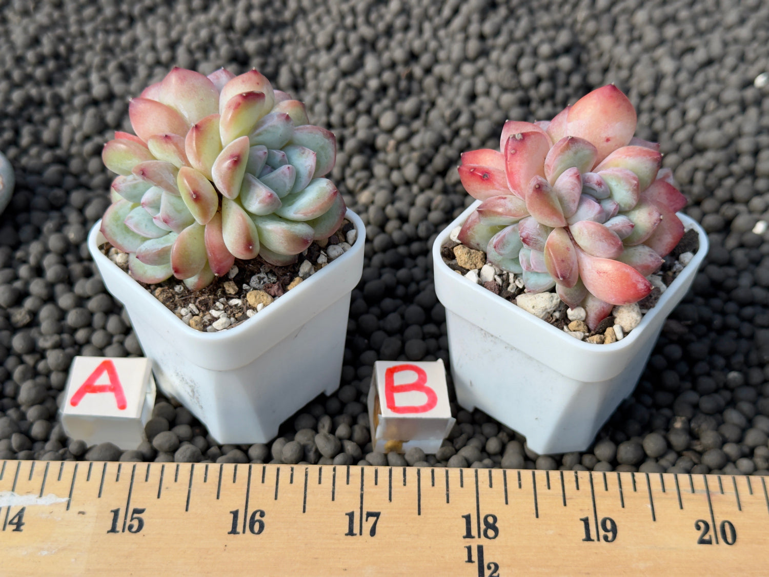 Echeveria Milk Rose cluster Imported Succulent Plant
