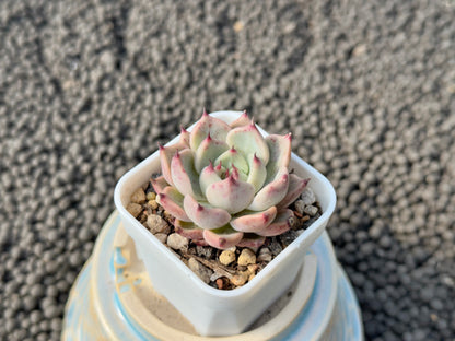 Echeveria Gazelle Korean Succulent Plant Changhee Hybrid