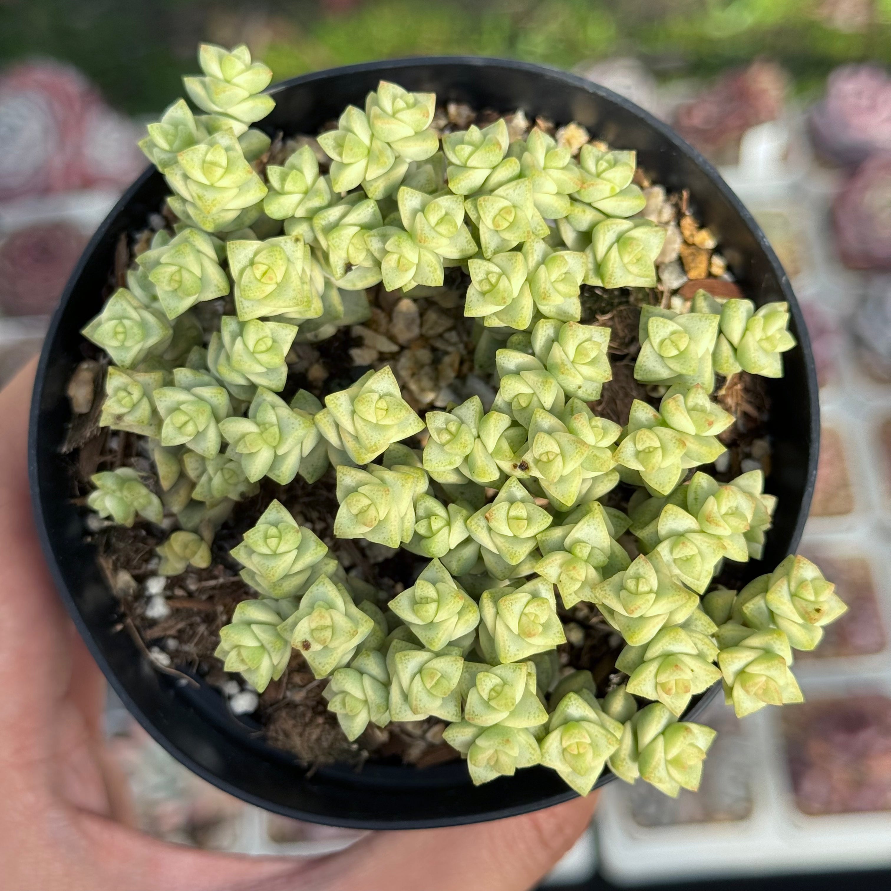 Variegated Crassula Pastel Succulent Plant