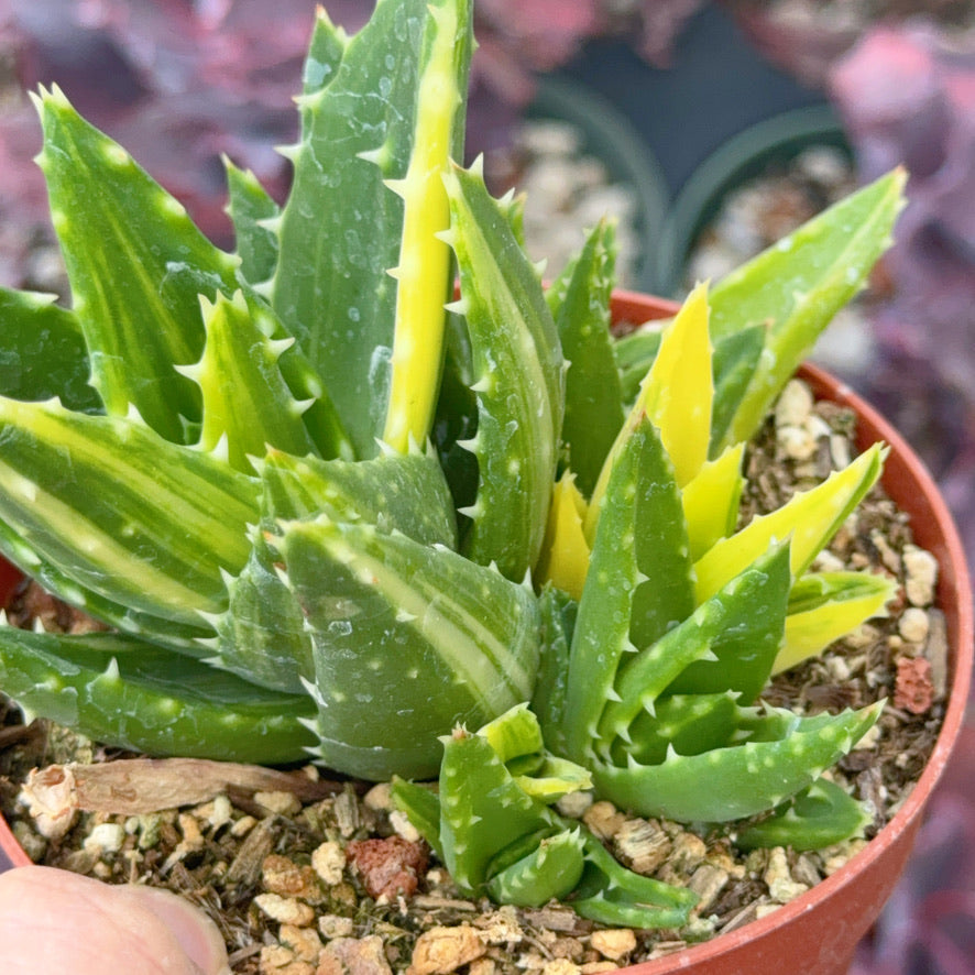 Variegated Aloe nobilis Succulent Plant