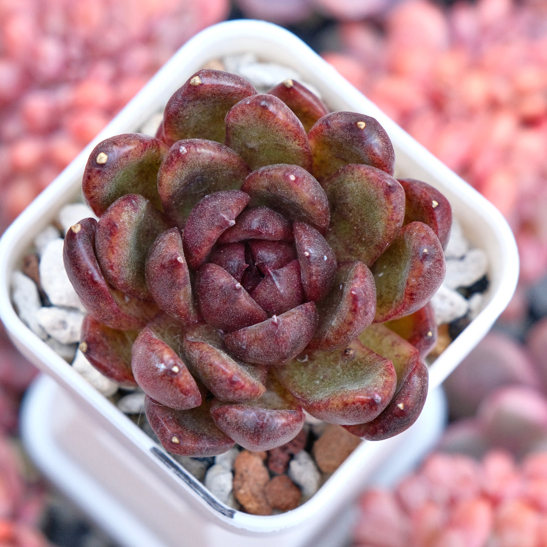 Echeveria Black Rose hyb Korean Succulent Plant
