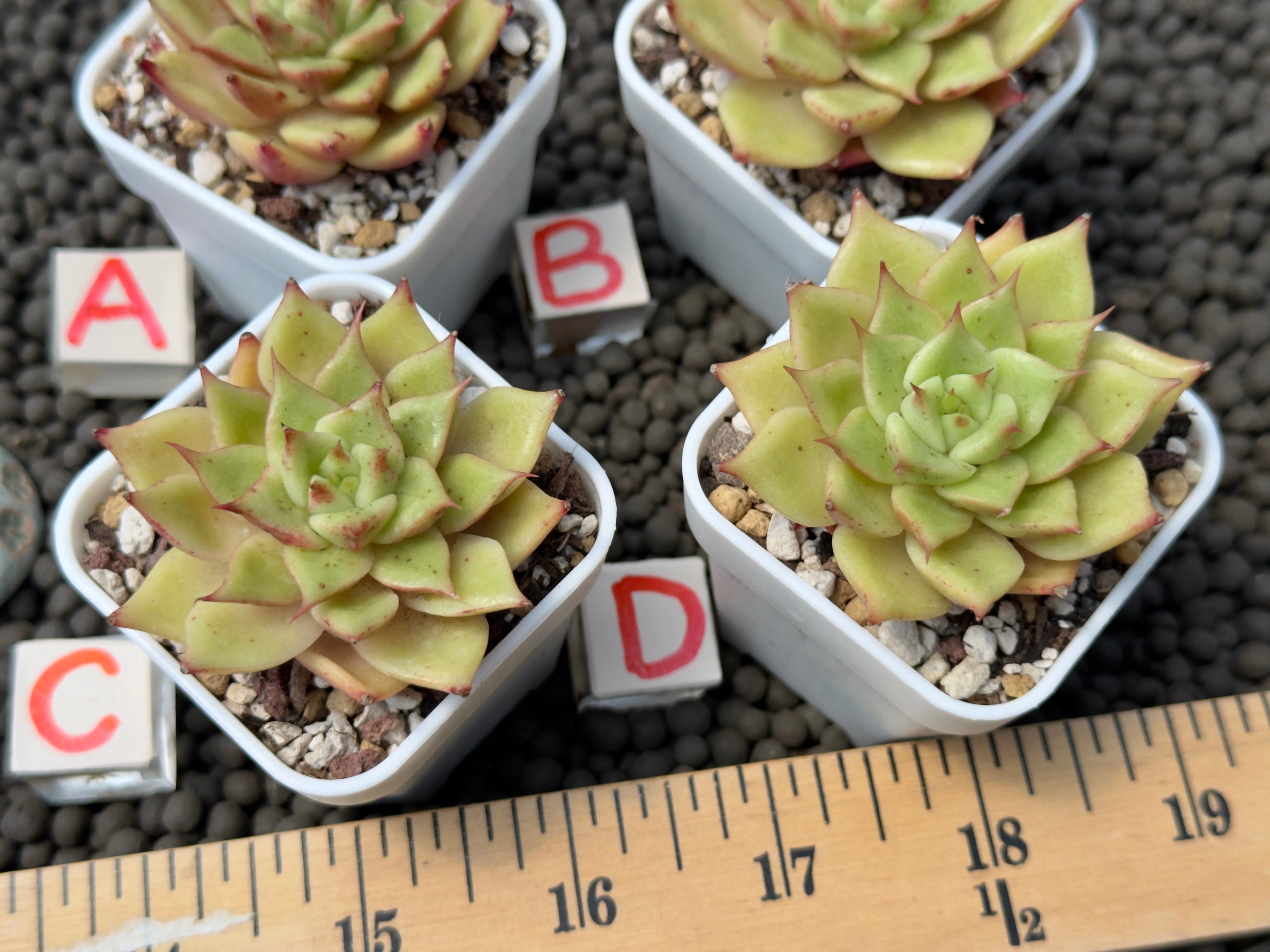 Echeveria Lilith Korean Succulent Plant Hwaga Hybrid
