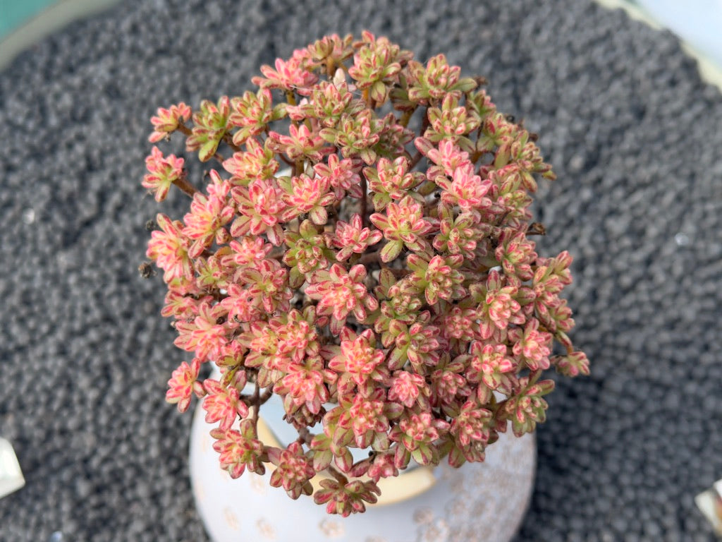 Variegated Aeonium sedifolium (L) Imported Succulent Plant