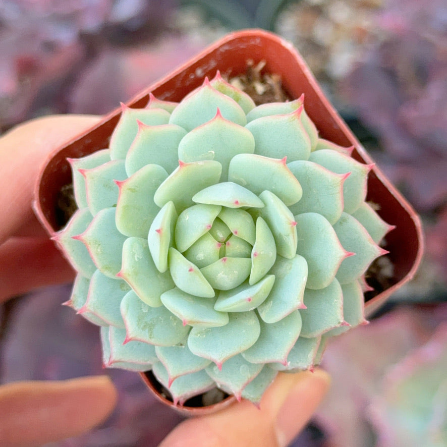 Echeveria &