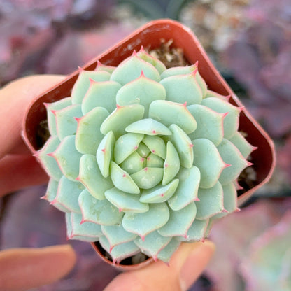 Echeveria &