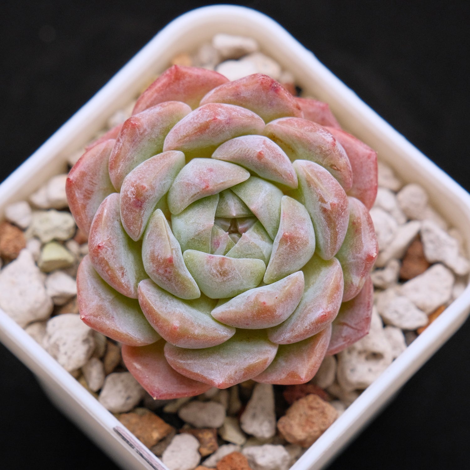 Echeveria hybrid imported Succulent Plant