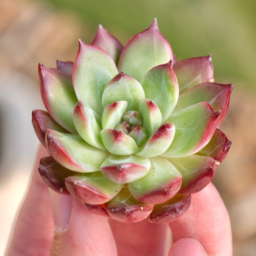 Echeveria Ardor Korean Succulent Plant