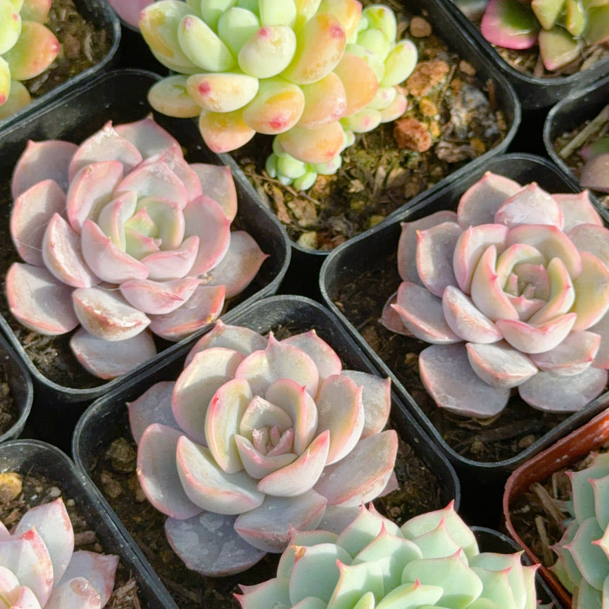 Echeveria Orion Succulent Plant