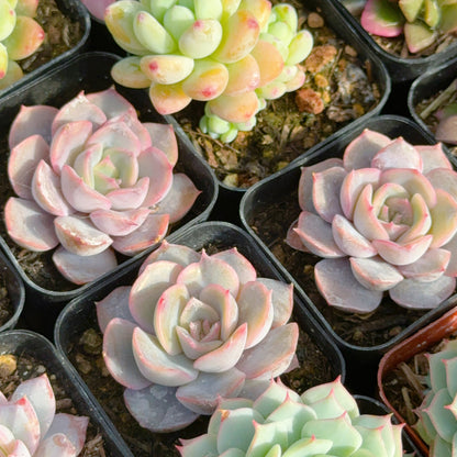 Echeveria Orion Succulent Plant