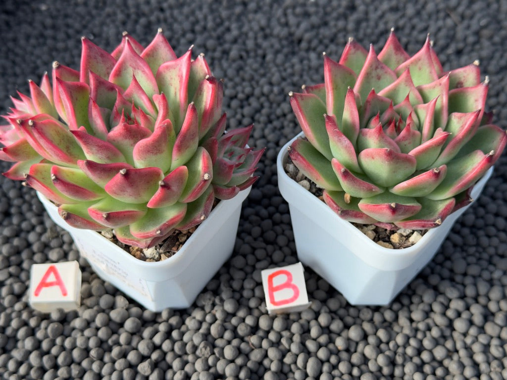 Echeveria Red Lance Korean Succulent Plant Hwaga Hybrid