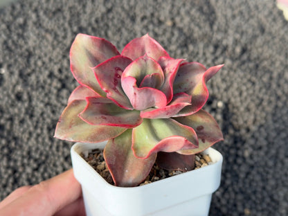 Variegated Echeveria Minigosaong Korean Succulent Plant