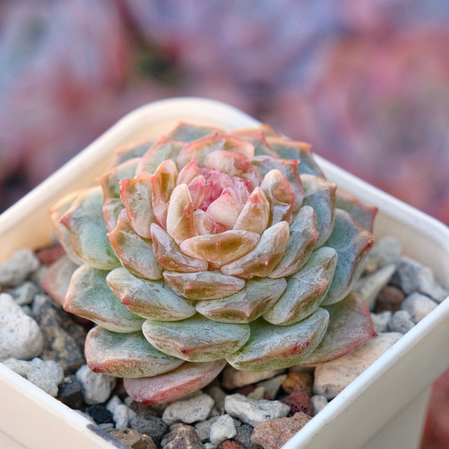 Echeveria Pink Jenny Korean Succulent Plant