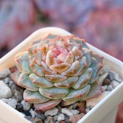 Echeveria Pink Jenny Korean Succulent Plant