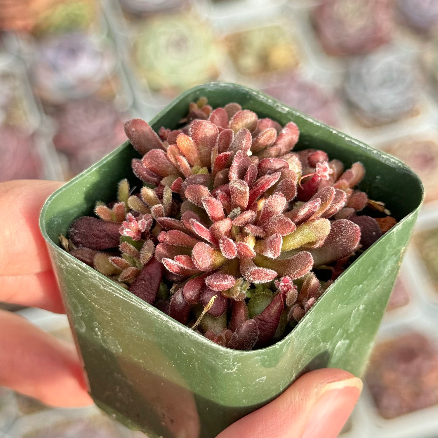 Crassula pubescens Succulent Plant