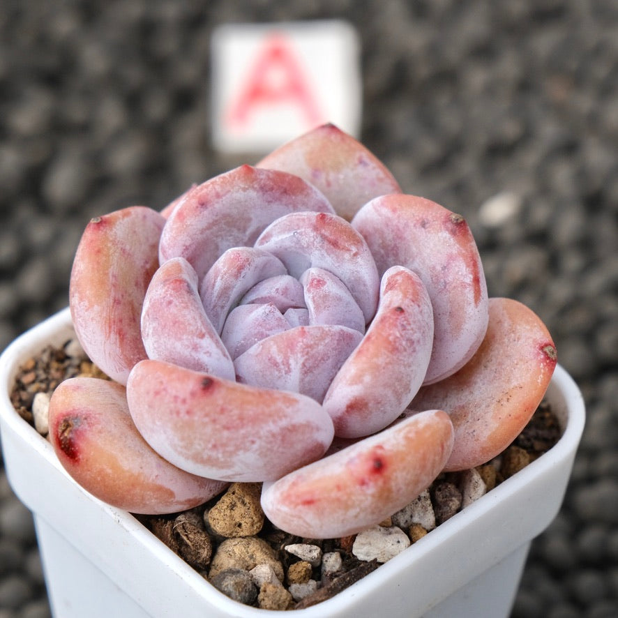 Echeveria Snow White Imported Succulent Plant