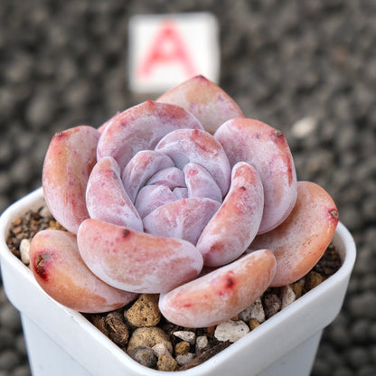 Echeveria Snow White Imported Succulent Plant