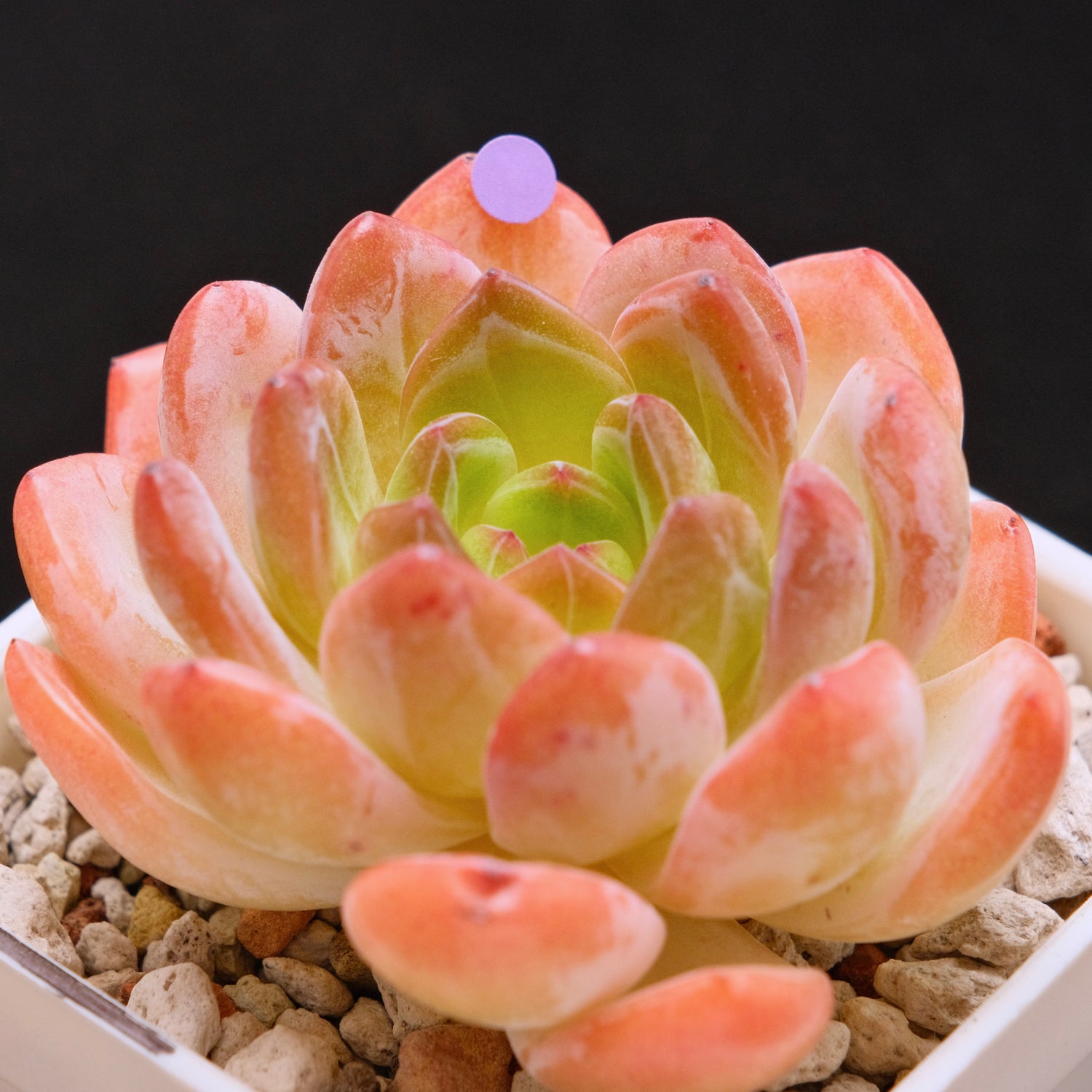 Echeveria Starmark Korean Succulent Plant
