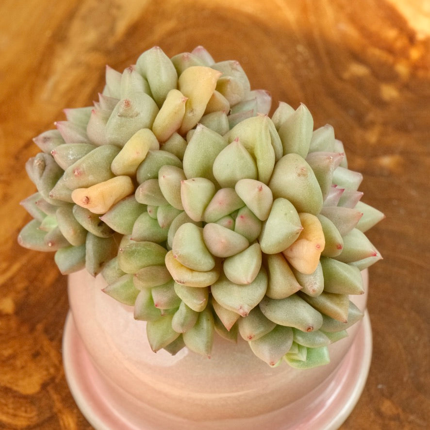 Echeveria JC van Keppel cluster Imported Succulent Plant