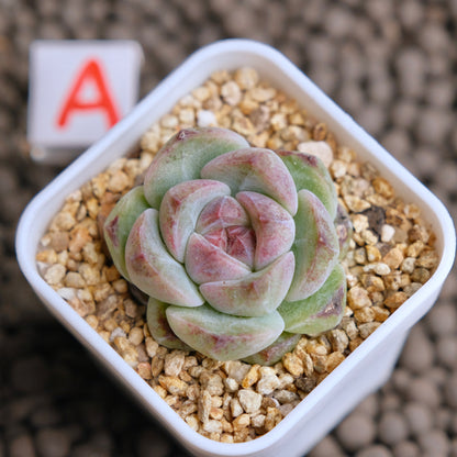 Echeveria Obsidian (seed grown) Imported Succulent Plant - A