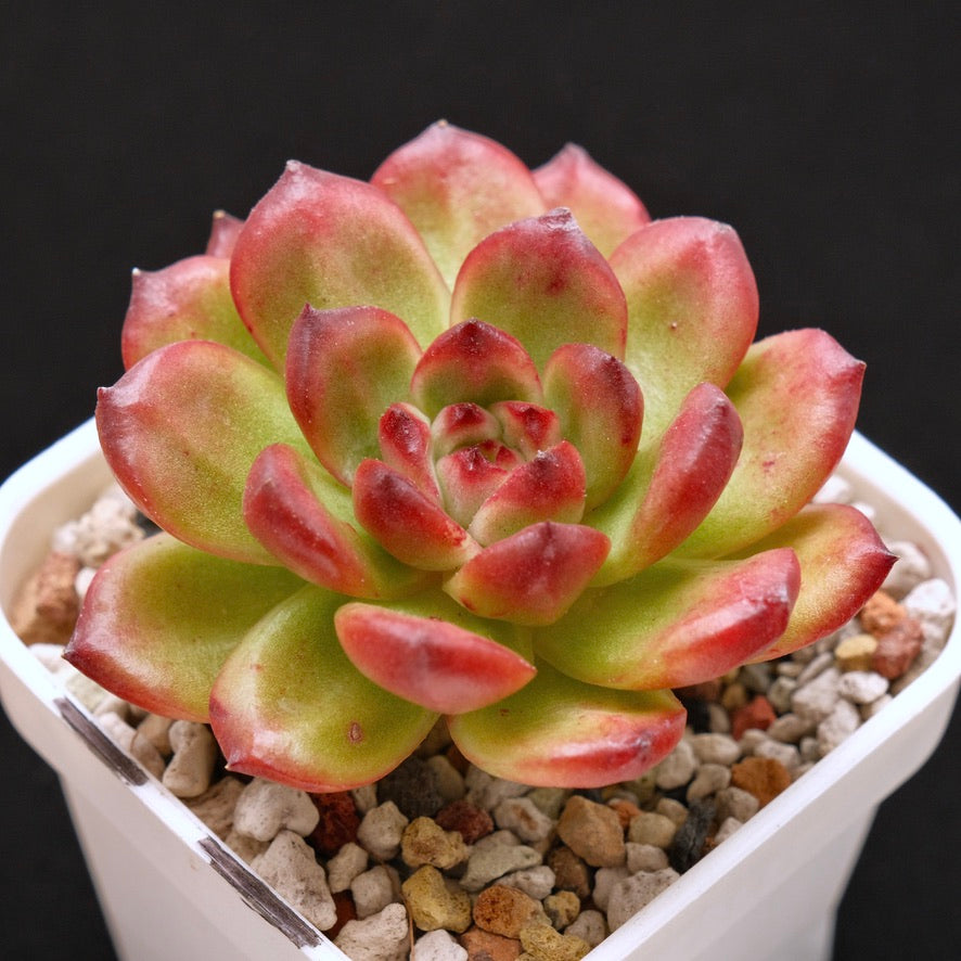 Echeveria TM Korean Succulent Plant