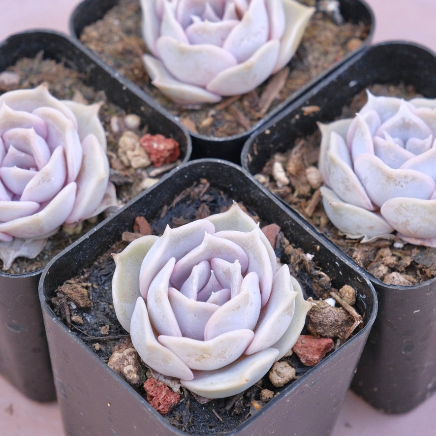 succulent lilacina Echeveria Lilacina Succulent Plant – Succielife