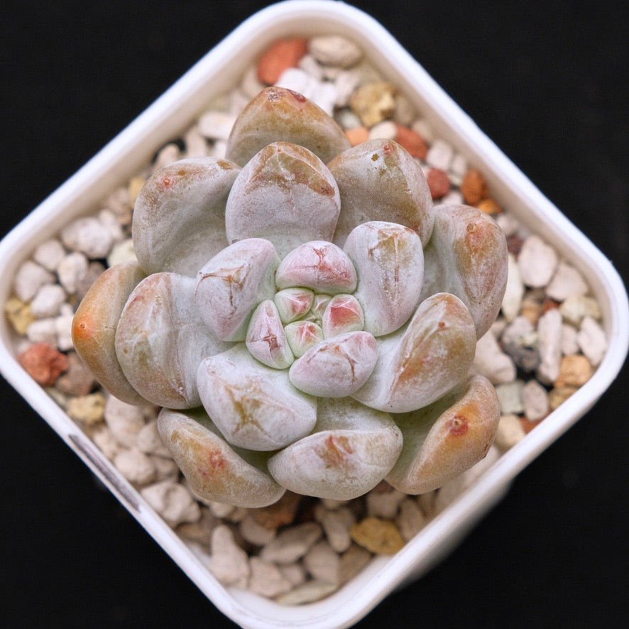 Echeveria Sugar Korean Succulent Plant