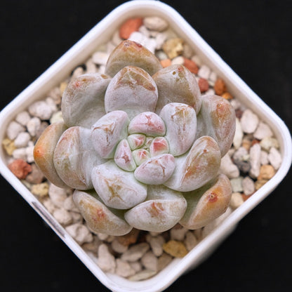 Echeveria Sugar Korean Succulent Plant