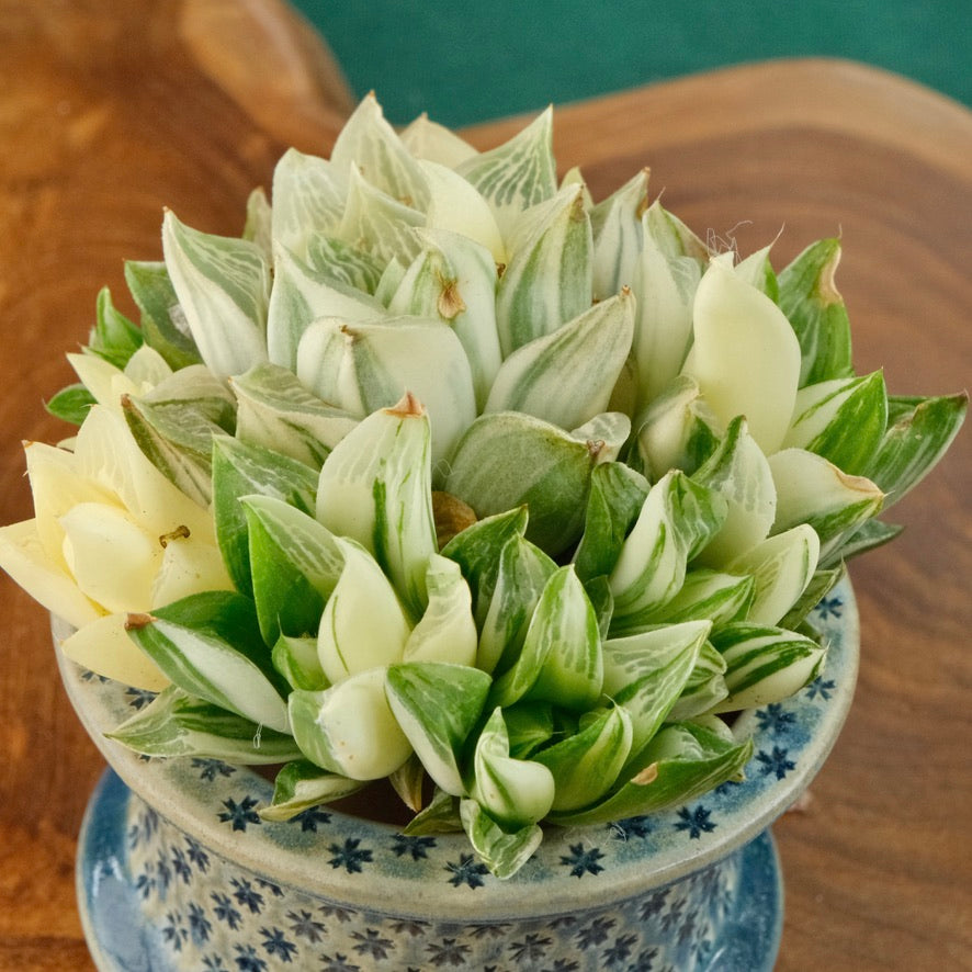 Variegated Haworthia Magnifica cluster Imported Succulent Plant