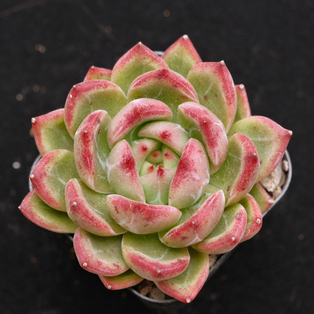 Echeveria Red Night Korean Succulent Plant Air Magic Hybrid