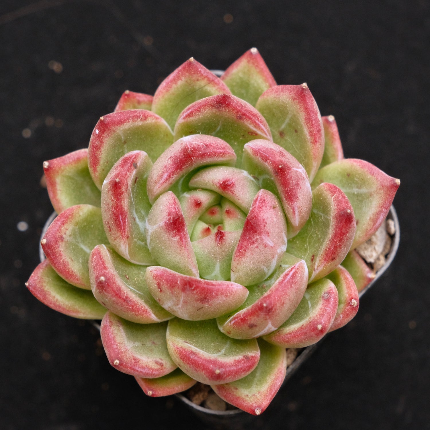 Echeveria Red Night Korean Succulent Plant Air Magic Hybrid