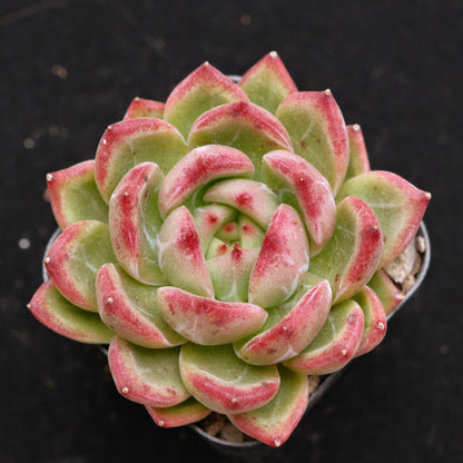 Echeveria Red Night Korean Succulent Plant Air Magic Hybrid