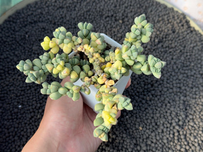 Variegated Corpuscularia lehmannii Korean Succulent Plant
