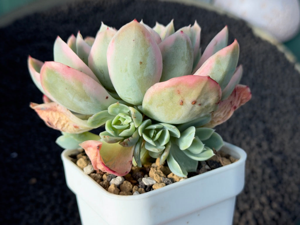 Variegated Echeveria Pink Vera Korean Succulent Plant