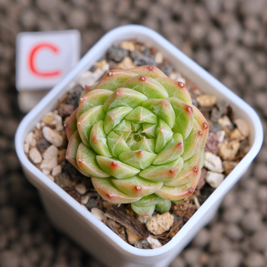 Echeveria Cola Jelly Imported Succulent Plant - C