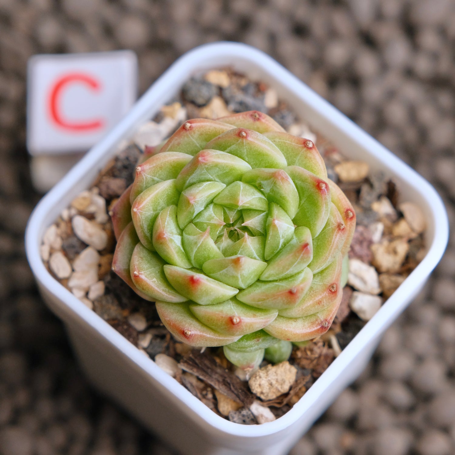 Echeveria Cola Jelly Imported Succulent Plant - C