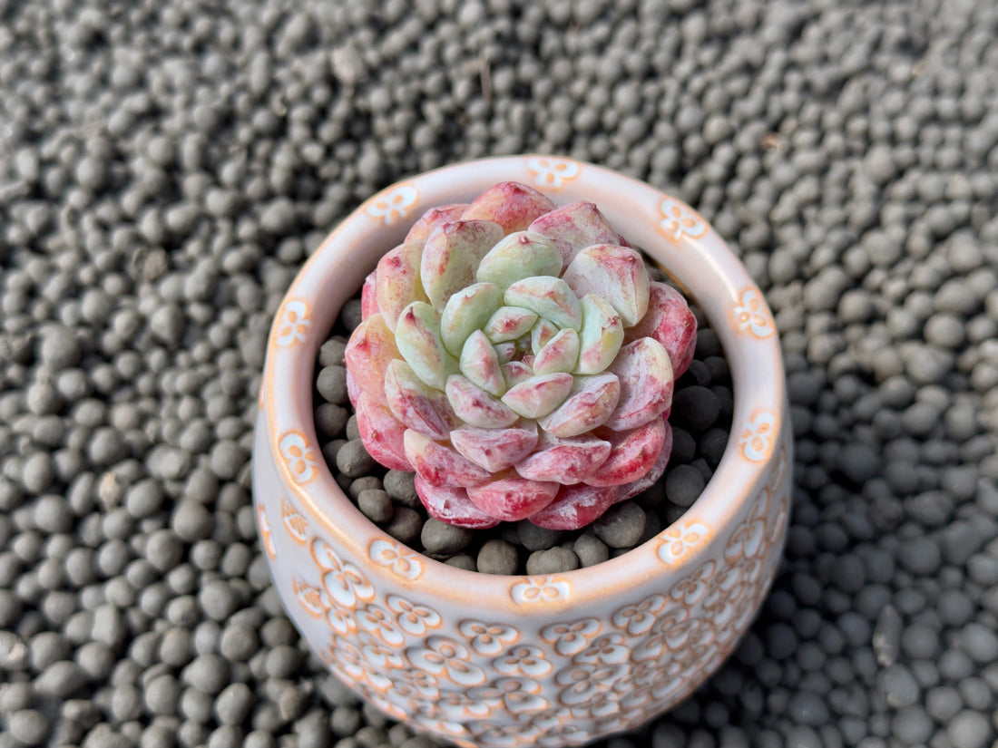 Echeveria Michelin Korean Succulent Plant Changhee hybrid