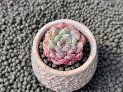 Echeveria Michelin Korean Succulent Plant Changhee hybrid